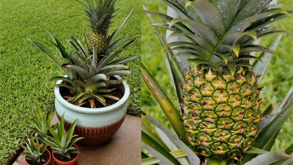 Выращивание ананаса дома