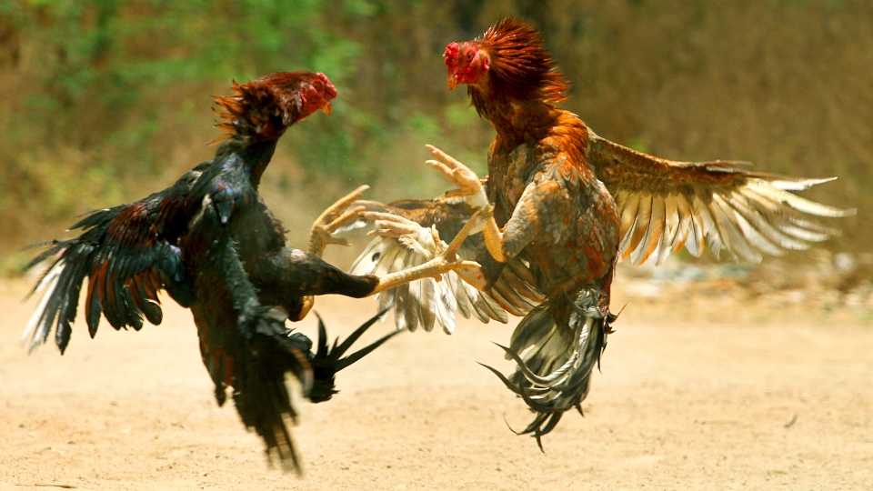 Бойцовые петухи - куриные войны
