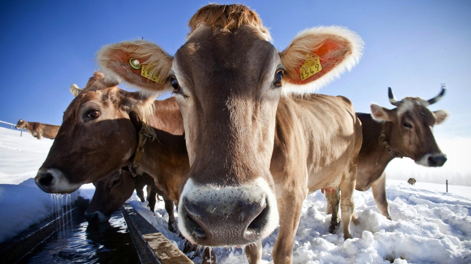 Зимнее содержание коров