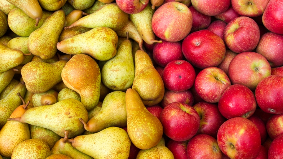 Уборка и хранение яблок и груш