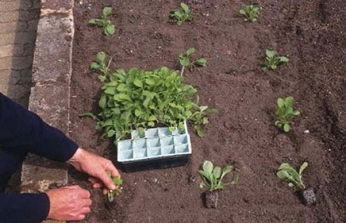 Как правильно сажать семена на рассаду