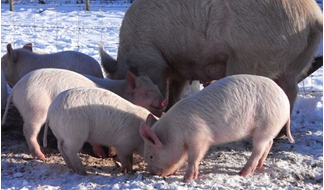 Содержание свиней зимой