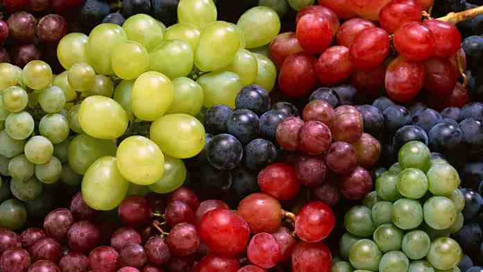 Виноград - секреты выращивания лозы