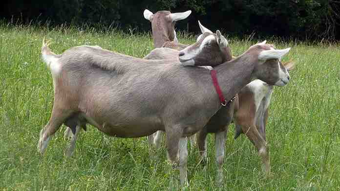 Содержание и характеристика коз молочных пород