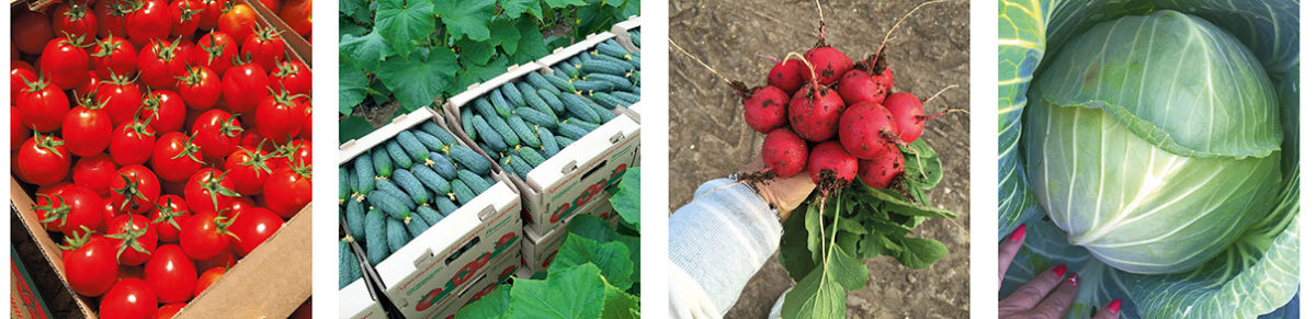 КФХ Елены Тупиковой: опыт выращивания овощей в открытом и защищенном грунте