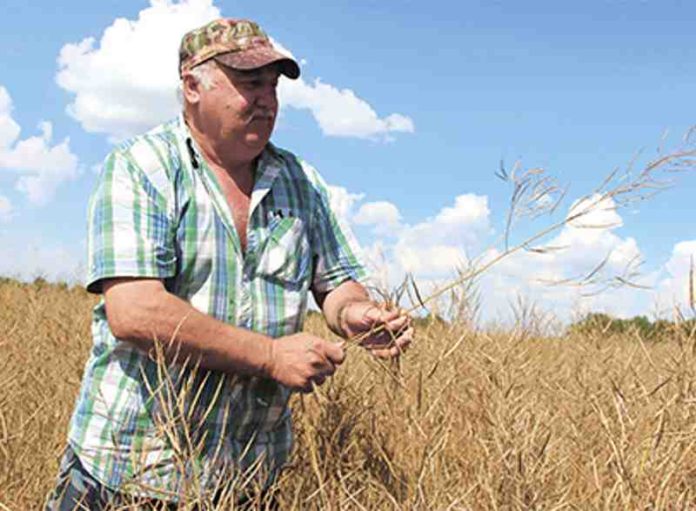 КФХ Сергея Данилова опыт получения стабильного урожая в зоне рискованного земледелия