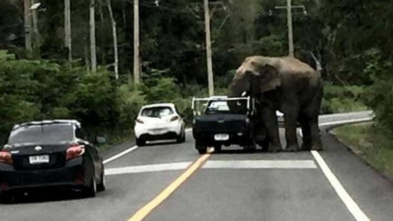 Банда слонов в Таиланде начала грабить грузовики с фруктами