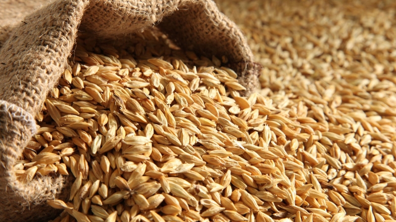 Минсельхоз планирует в конце лета запустить закупочные интервенции на рынке зерна