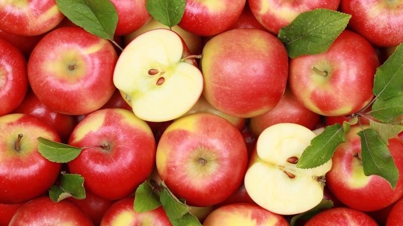 В России появится первый польский яблоневый сад