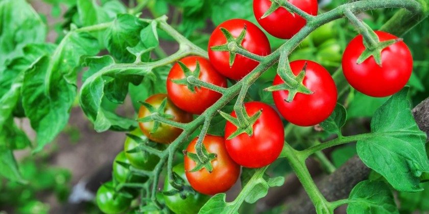 «Вишенки» на томатных кустах