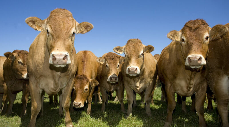 Вспомогательные репродуктивные технологии в воспроизводстве крупного рогатого скота: реальность и возможности