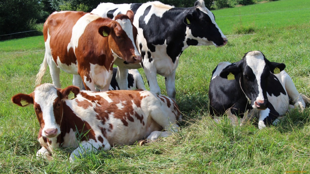 Органическое сельское хозяйство – философия гуманного отношения к животным