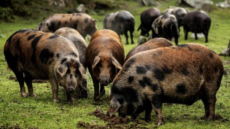 Ради самого дорогого в мире хамона свиней выращивают в «курортных» условиях