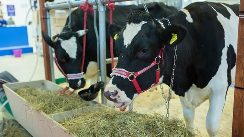 Технологии заготовки кормов для животноводства на зиму обсудят в Подмосковье 14 июня