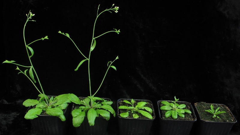 Ученые открыли новый способ повышения устойчивости растений