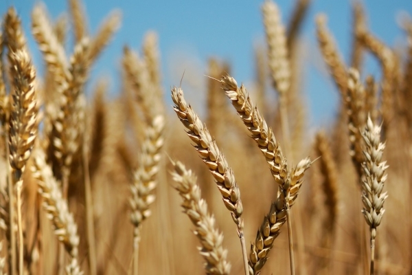Цены на зерно возобновили рост