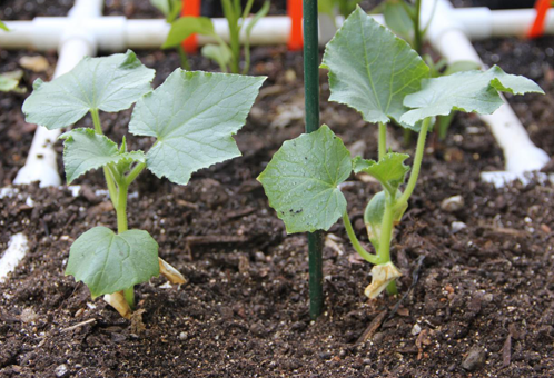Выращиваем огурцы в открытом грунте правильно: тонкости процесса