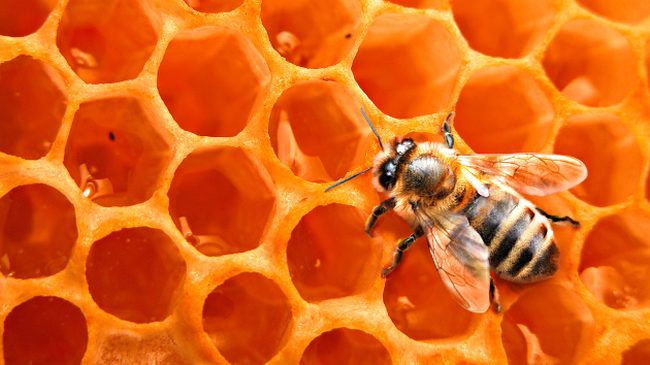 В Орле в подморе пчел обнаружен лямбда-цигалотрин (опасный пестицид)