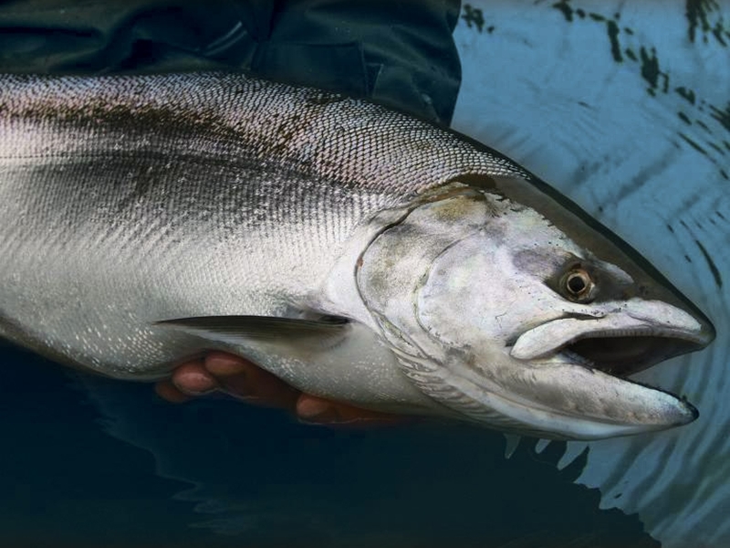 Инфекционная анемия лосося в Норвегии