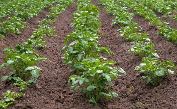 Правильный подход к выращиванию и хранению картофеля
