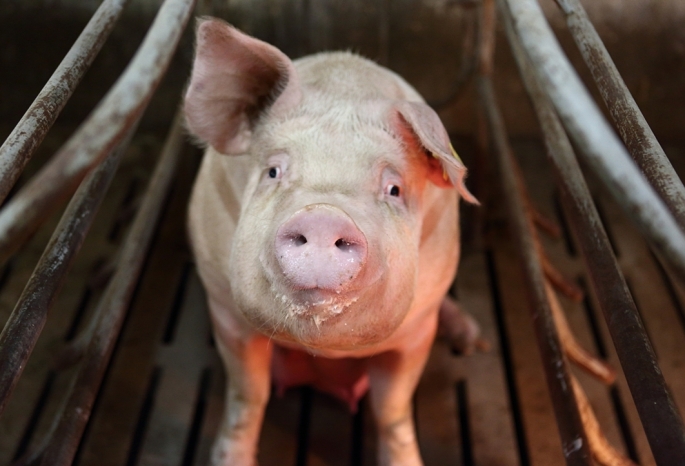 Сумма компенсаций пострадавшим от чумы свиней уже перешагнула за 27 млн рублей