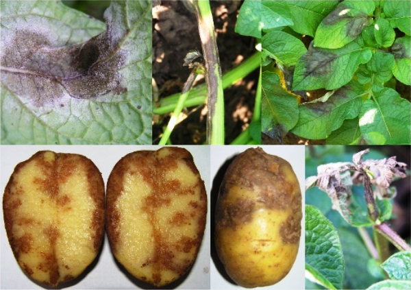 Эффективная борьба с фитофторой и другими заболеваниями картофеля