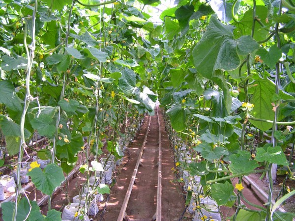 Эффективное выращивание огурцов в теплице и борьба с пожелтением