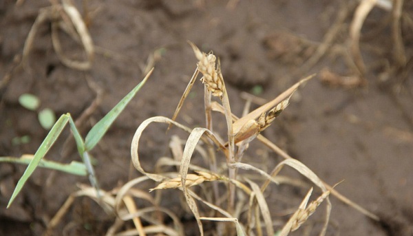 В Бурятии засуха уже погубила четверть урожая