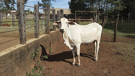 Компания Danone перевезёт пять тысяч коров из Европы в Сибирь