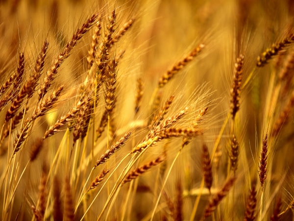 Россия может побить прошлогодний рекорд по сбору пшеницы