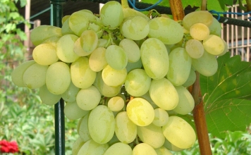 Сорта винограда от Изабеллы и Аркадии до Талисмана и Кишмиша лучистого