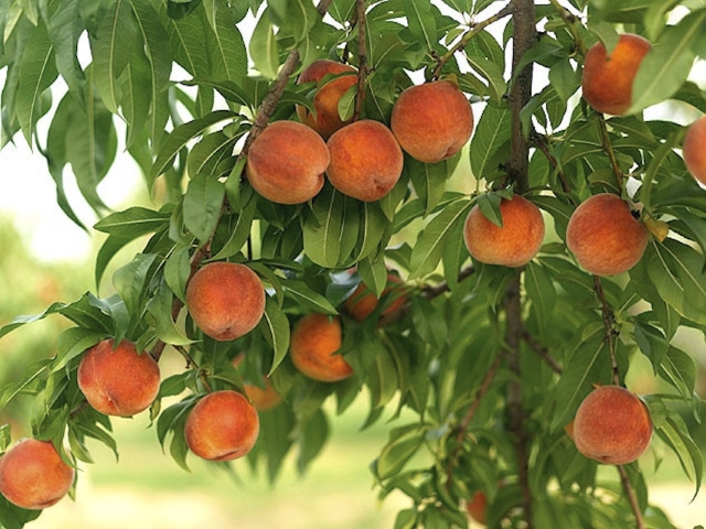 Персик: от посадки до сбора урожая