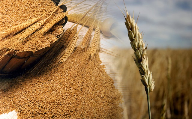 В ближайшие 5 лет Россия может увеличить годовой объем экспорта зерна на 30 млн. тонн