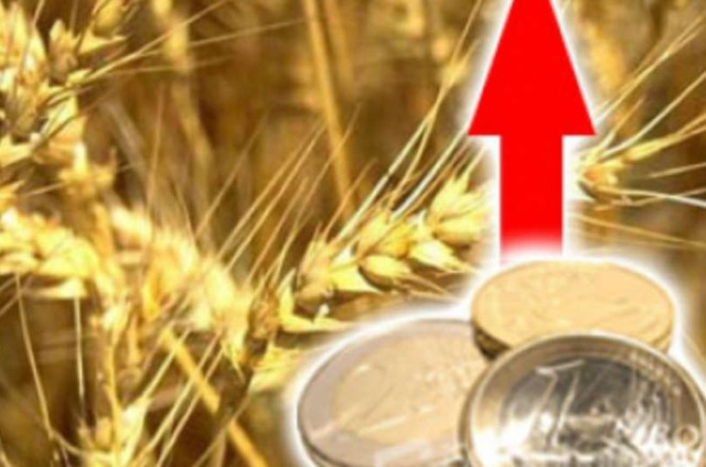 Закупочные цены на зерно в России начали расти - Минсельхоз