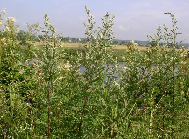 Земли сельхозназначения в Волгоградской области заросли кустарником и полынью