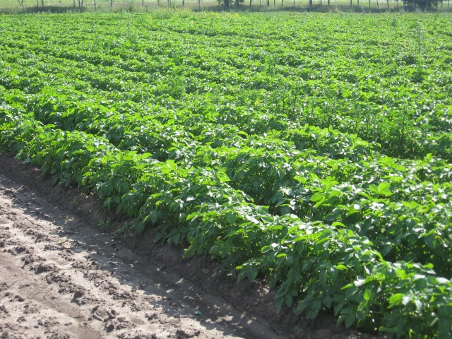 Институт агроинженерных и экологических проблем продолжит изучать технологии производства органического картофеля