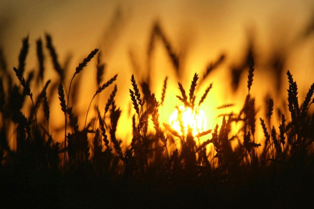 Состояние посевов озимой пшеницы в США ухудшилось