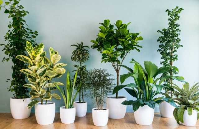Топ самых популярных комнатных растений