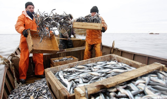 Российские рыбаки могут побить рекорд прошлого года по вылову