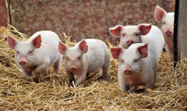 Тюменский "Комплекс" ввез в ЯНАО 90 больных АЧС свиней, на свинокомплексе введен карантин