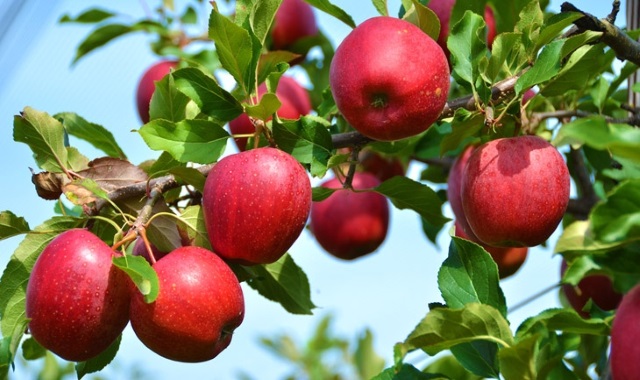Россельхознадзор обсудил с Новой Зеландией возможные поставки яблок в РФ