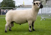 Лучшие породы овец мясного направления