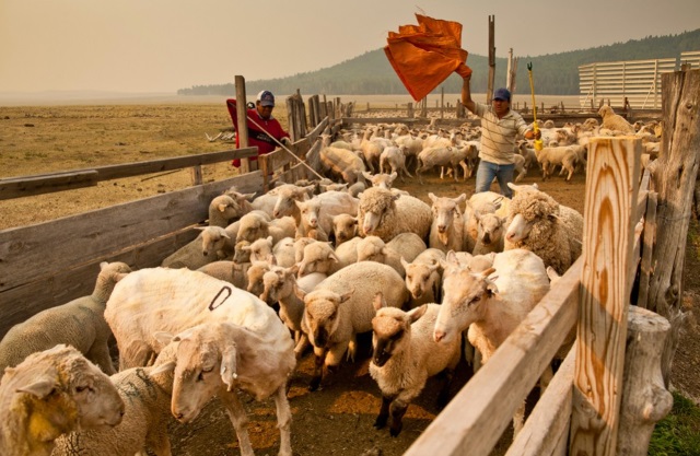 Как сделать хлев для выращивания овец? » Все для дачника