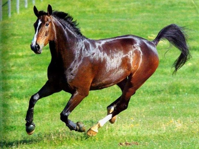 Арабская порода лошадей - важные характеристики