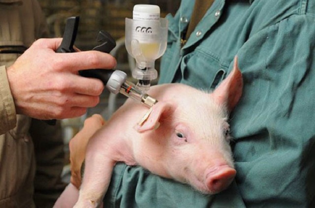 Вакцинация - чума свиней
