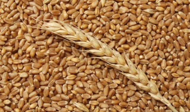 Алтайские аграрии удвоили поставки зерна в Китай