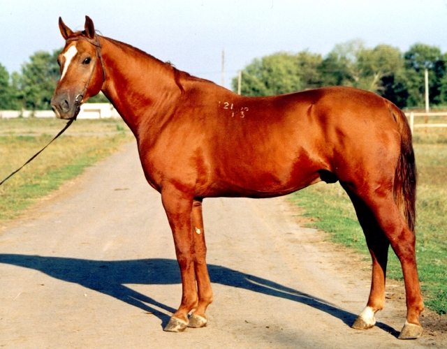 Породы лошадей - виды, особенности и характеристики