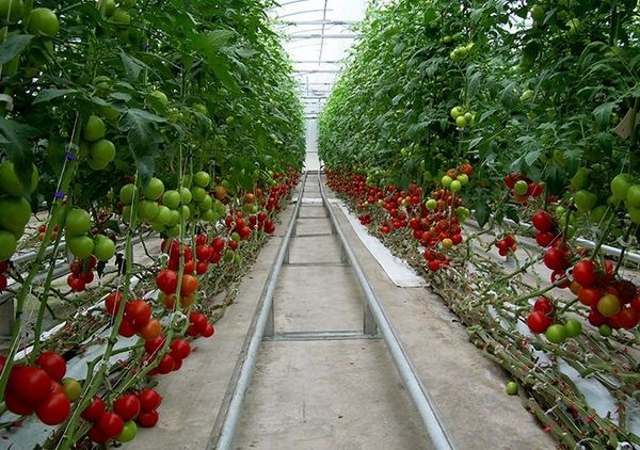Подвязка помидор в теплице способы фото