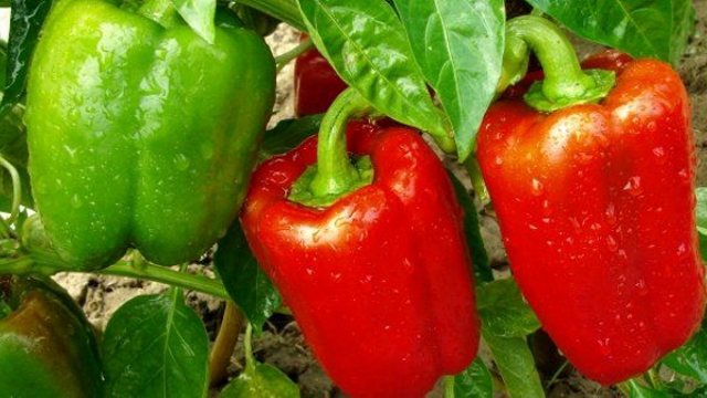 Успешное выращивания болгарского перца