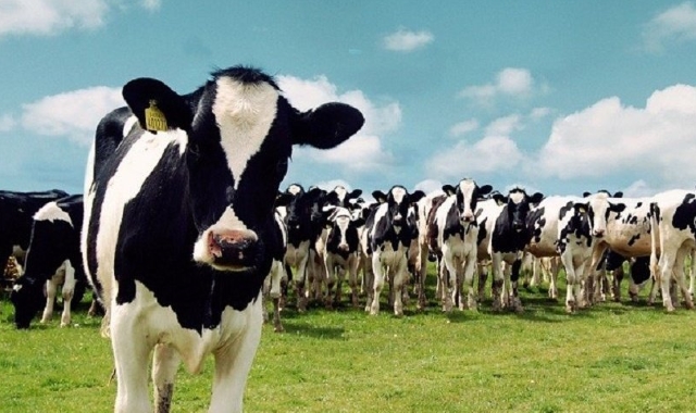 "Ряжский Агроцентр" вложил 28 млн руб. в молочную ферму на 800 голов